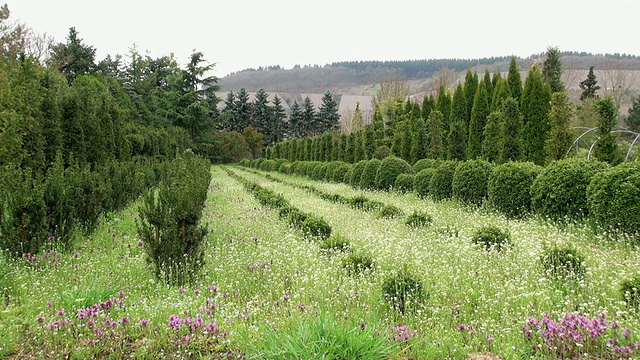 德国莱茵兰-普法尔茨萨尔堡苗圃黄杨(Buxus sempervirens)的WS拍摄视频素材