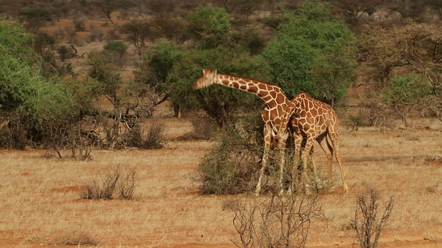 网状长颈鹿(Giraffa camelopardalis reticulata)——雄性打架视频素材