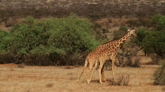 网状长颈鹿(Giraffa camelopardalis reticulata)——雄性打架视频素材