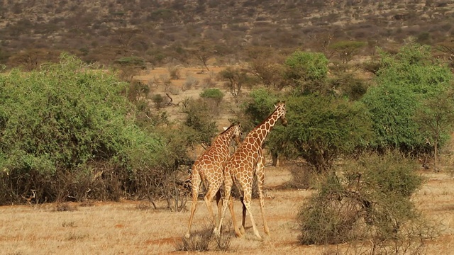 网状长颈鹿(Giraffa camelopardalis reticulata)——雄性打架视频素材