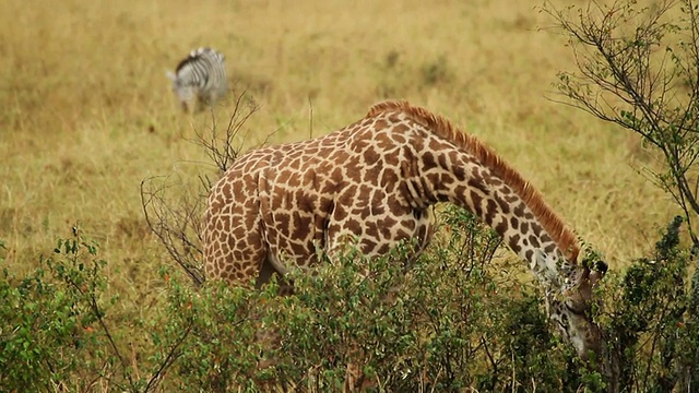 马赛长颈鹿(Giraffa camelopardalis tippelskirchi)在吃树叶视频素材