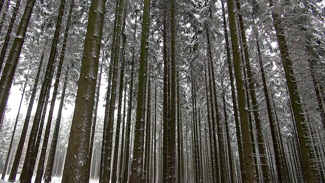 WS PAN冬季冷杉林与雪/埃尔别斯科普夫，汉斯拉克，莱茵兰-普法尔茨，德国视频素材