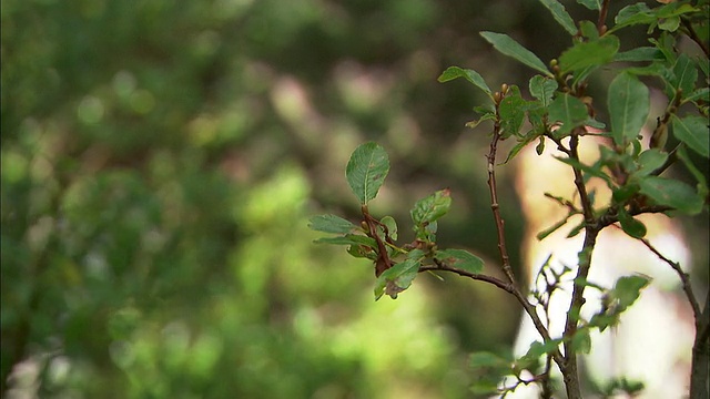 在灌木丛里，在山里徒步视频素材