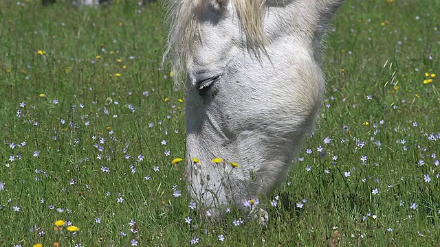 Camargue Horse吃草的母马/ saint Marie de la Mer, Camargue，法国视频素材