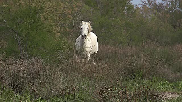 法国Camargue, Camargue马飞驰穿过沼泽/圣玛丽德拉梅尔视频素材