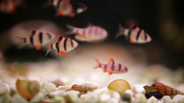 鱼在水族馆里游泳并获取食物。视频素材