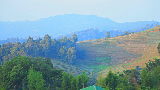 农业区在山上。视频素材