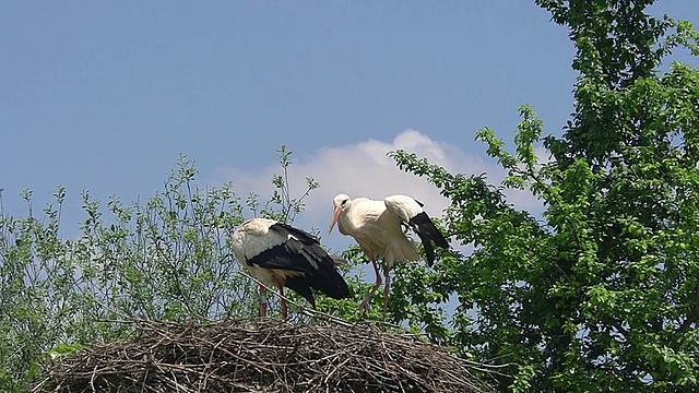 WS ZI SLO MO白鹳，ciconia ciconia，一对站在鸟巢一号起飞/法国阿尔萨斯的里比维尔视频素材