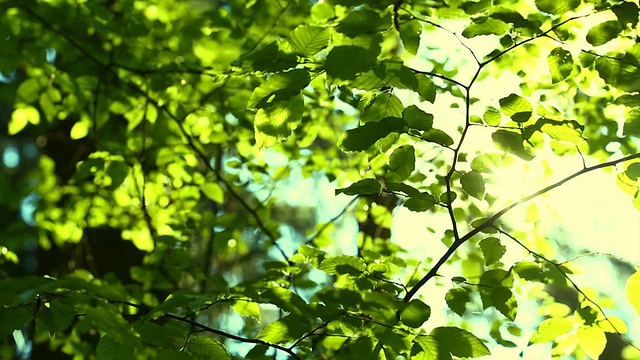 阳光透过山毛榉树跟踪拍摄视频素材