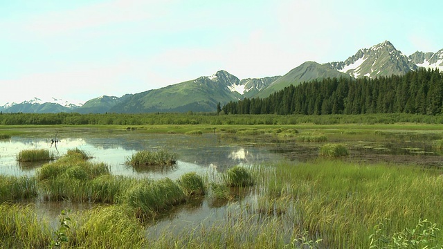 “阿拉斯加基奈半岛苏厄德和荷马之间的沼泽湖，背景是森林和雪山。”视频素材