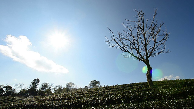 “美沙隆”茶园视频素材