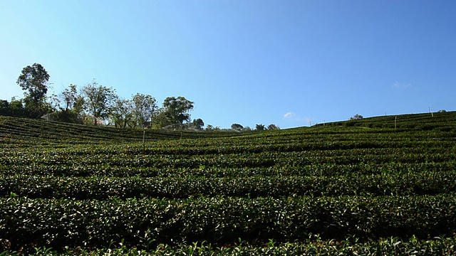 “美沙隆”茶园视频素材