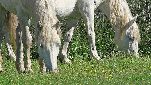 Camargue Horse, Mares eating Grass, saint Marie de la Mer法国南部/ saint Marie de la Mer, Camargue，法国视频素材