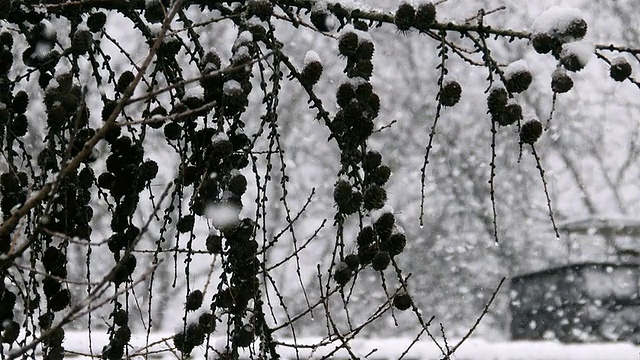 大雪视频素材