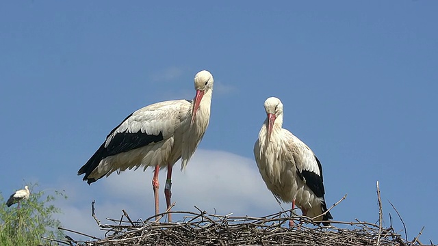 白鹳(Ciconia ciconi)一对站在巢上的照片/法国阿尔萨斯的里比维尔视频素材