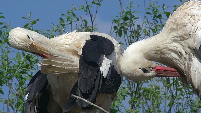 白鹳(Ciconia Ciconia)配对修饰的CU镜头/里比维尔，阿尔萨斯，法国视频素材