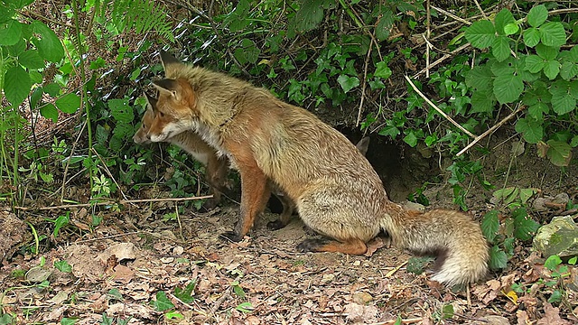 红狐(Vulpes Vulpes)母亲与杀兔喂养幼仔/卡尔瓦多斯，法国诺曼底视频素材