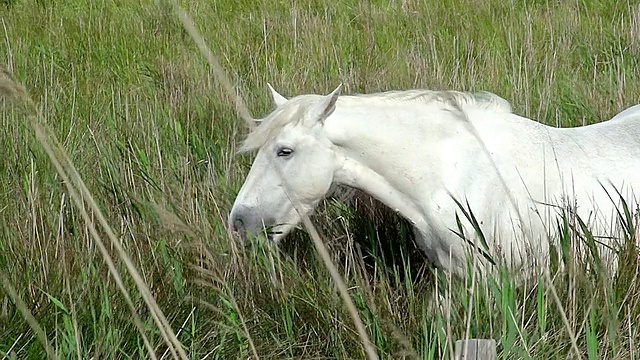 在沼泽/圣玛丽德拉梅尔，法国camargue, camargue的马和小马驹吃草的照片视频素材