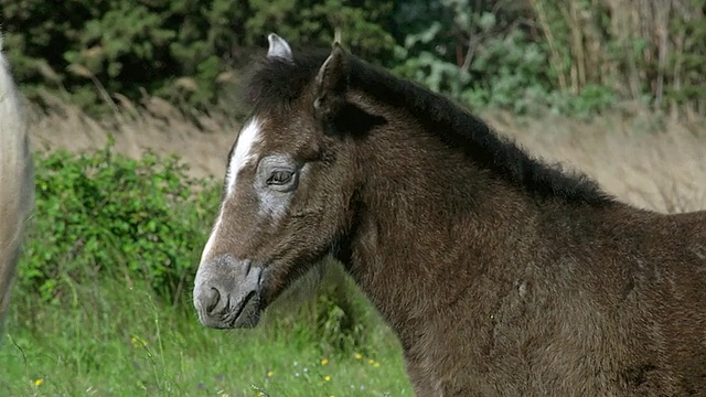 MS摄camargue马母马和小马驹/圣玛丽德拉梅尔，camargue，法国视频素材