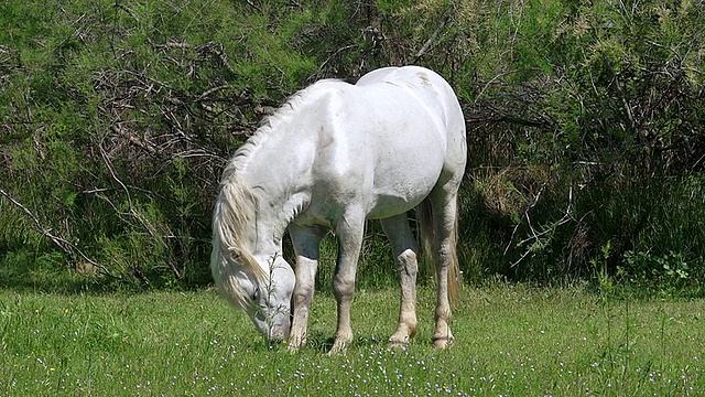 MS拍摄的马站在草地上/圣玛丽德拉梅尔，Camargue，法国视频素材