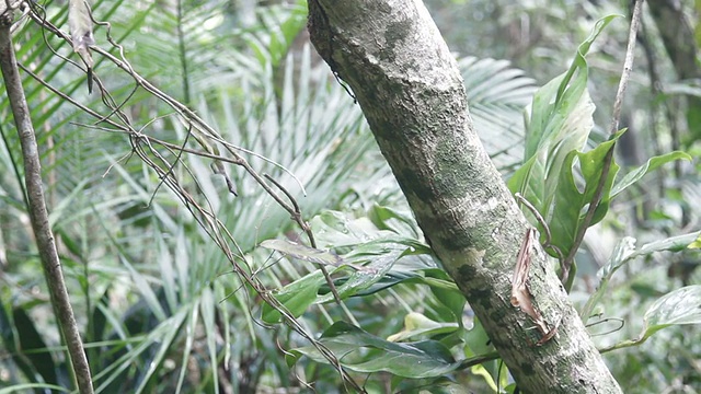 砍树视频下载