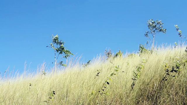 山顶上摇曳的小草视频素材