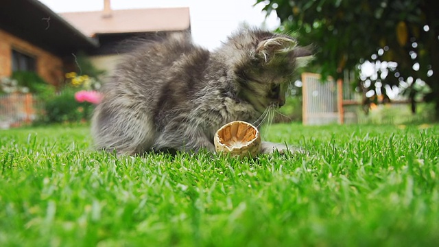 高清超级慢动作:好玩的小猫视频素材