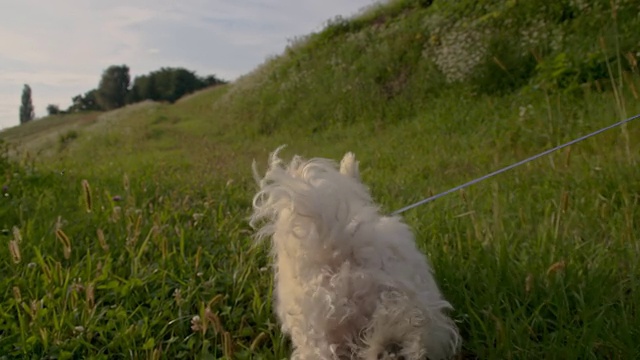 SLO MO Coton de Tulear在草丛中奔跑视频素材