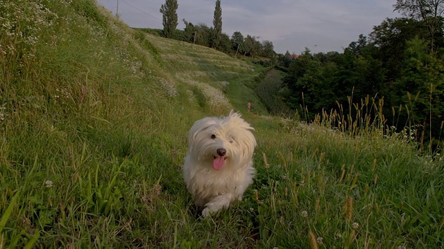 SLO MO Coton de Tulear在草地上奔跑视频素材