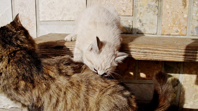 小猫咪在和猫妈妈玩视频素材