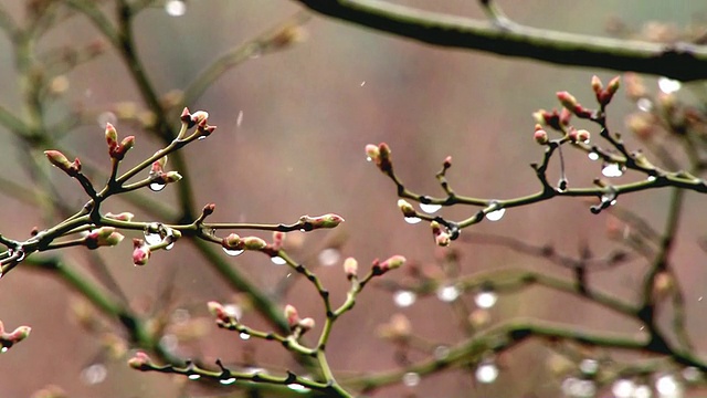 韩国首尔，春天，雨点落在木兰花蕾上视频素材画面3