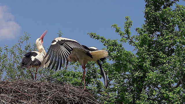 一对白鹳(ciconia ciconia)站在Flight / Ribeauville，法国阿尔萨斯视频素材