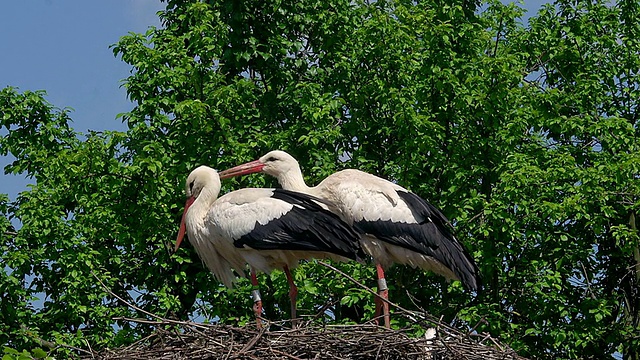 一对白鹳(ciconia ciconia)站在Nest / Ribeauville，阿尔萨斯，法国视频素材