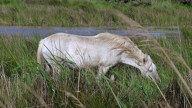 Camargue马在沼泽吃草/圣玛丽德拉梅尔，Camargue，法国视频素材