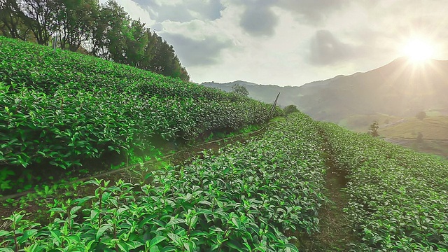 泰国清莱湄萨隆茶园视频素材