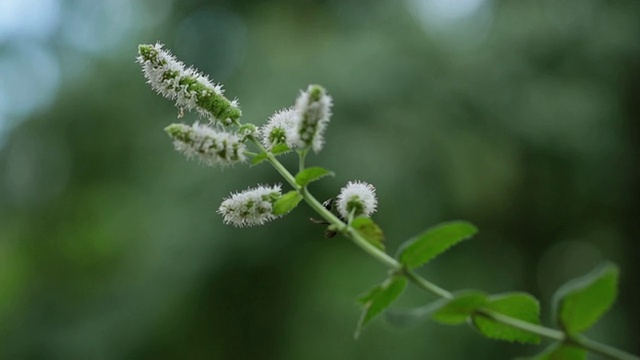 蜜蜂为薄荷花授粉的宏观CU视频素材