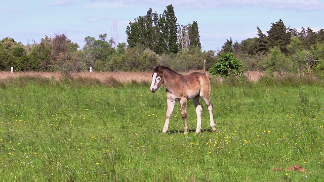 MS TS Camargue小马驹散步/圣玛丽德拉梅尔，Camargue，法国视频素材