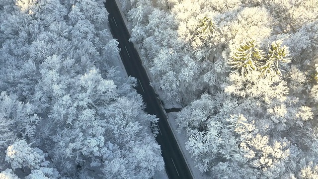 在寒冷的森林里架空的路视频素材