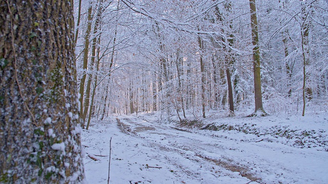 DS雪路穿过冬天的森林视频素材