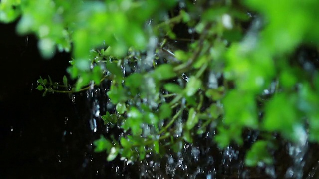 绿色植物视频素材