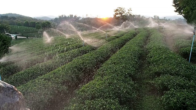 浇水茶园视频素材