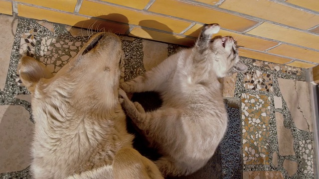 小猫和小狗躺在一起视频素材