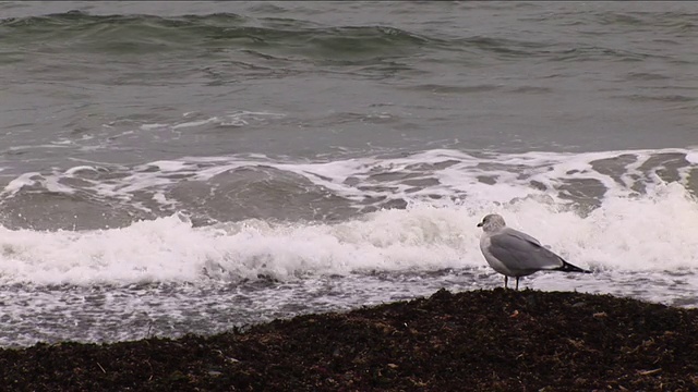 海鸥视频下载