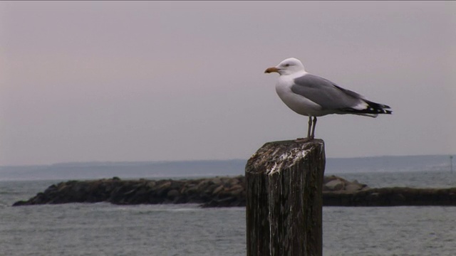 海鸥视频素材