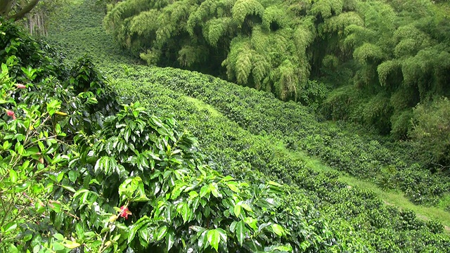 高清:郁郁葱葱的植被视频素材