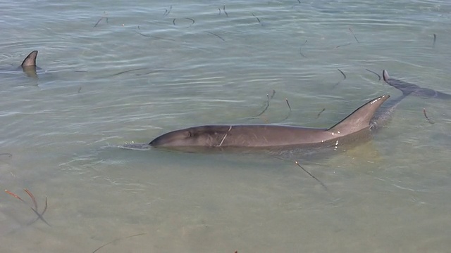 高清:海豚视频下载