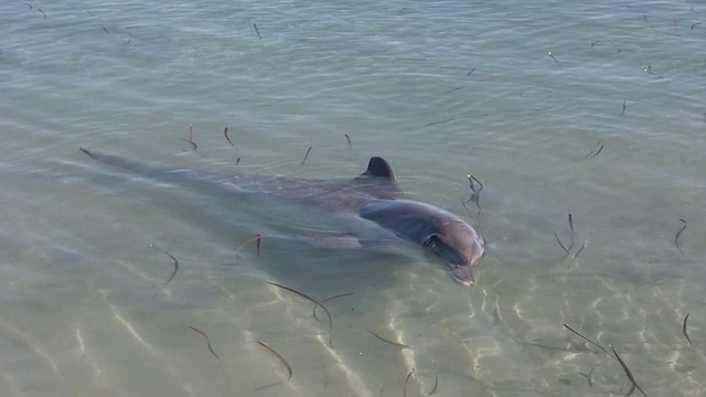 高清:海豚视频下载