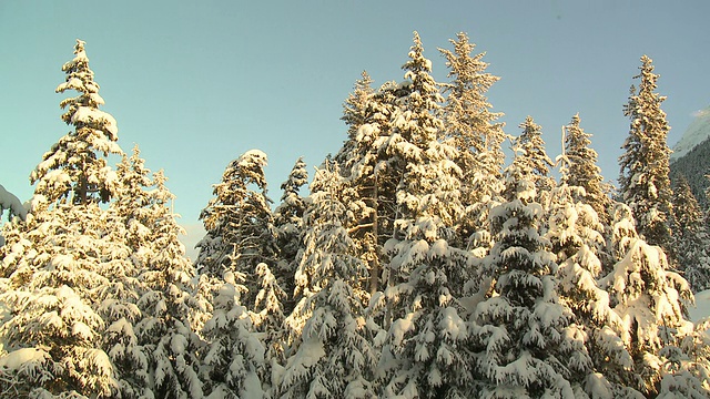 白雪覆盖的松树/云时间流逝HD视频下载