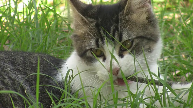 家猫视频素材