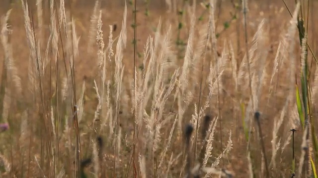 靠近草地视频素材